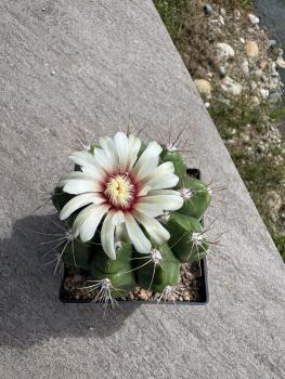 Gymnocalycium nigriareolatum